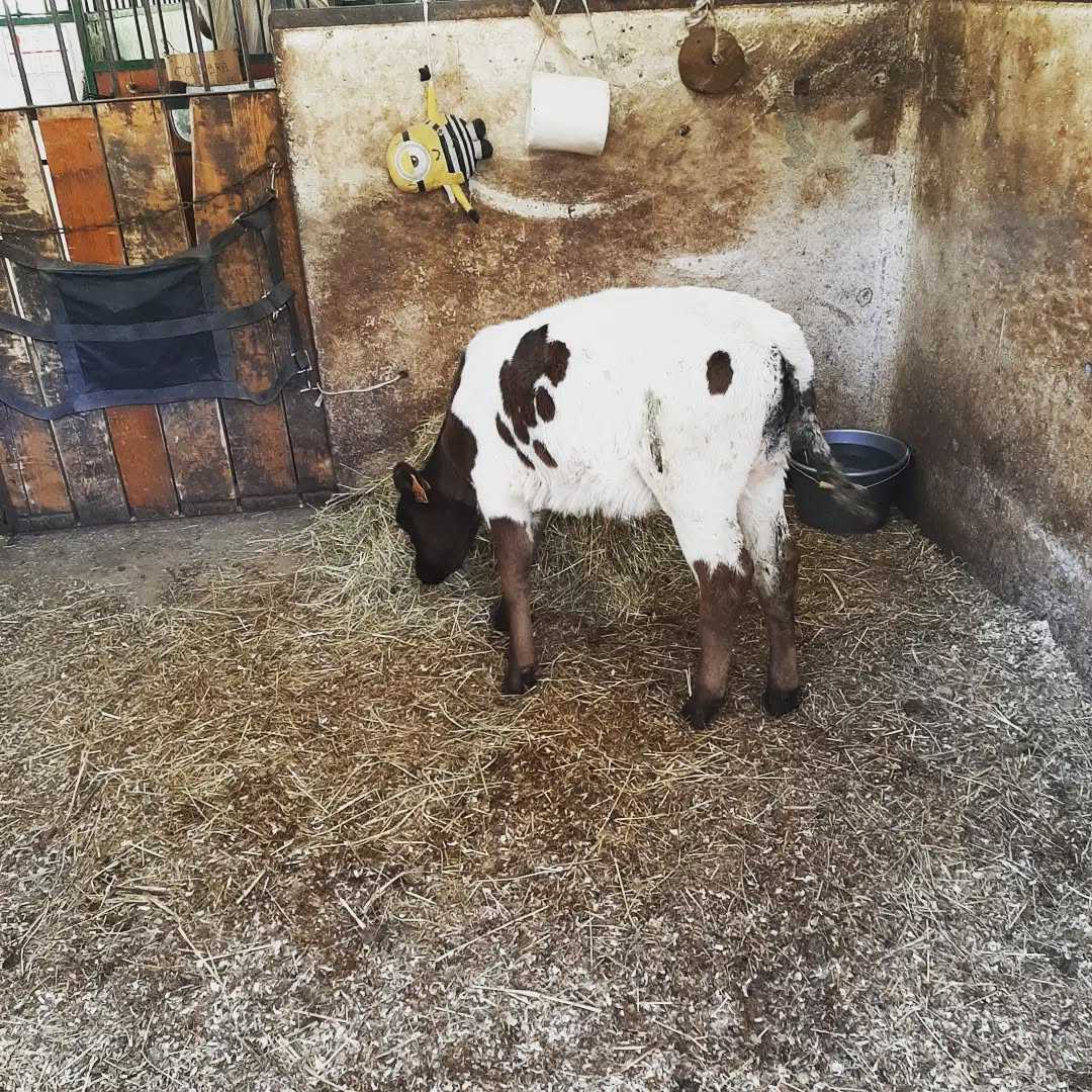 🐄 Bienvenue à la Nouvelle dans la famille des écuries du Cha'let (petit cadeau pour l'inauguration) ! À vos claviers pour un prénom en S pour cette demoiselle ! 🥰
➡️ Smarties 💖
