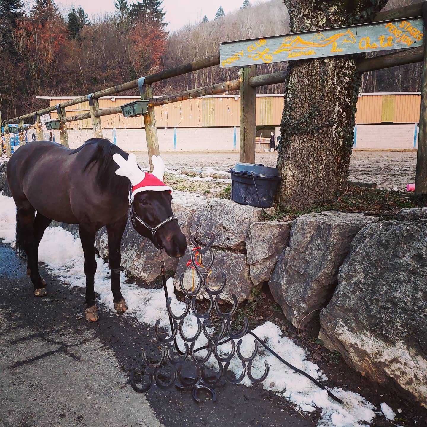 🦄 L'équipe des écuries du Cha'let vous souhaite un joyeux Noël ! 🎅
Merci pour tout, passez de très belles fêtes ! 🥰 🌟