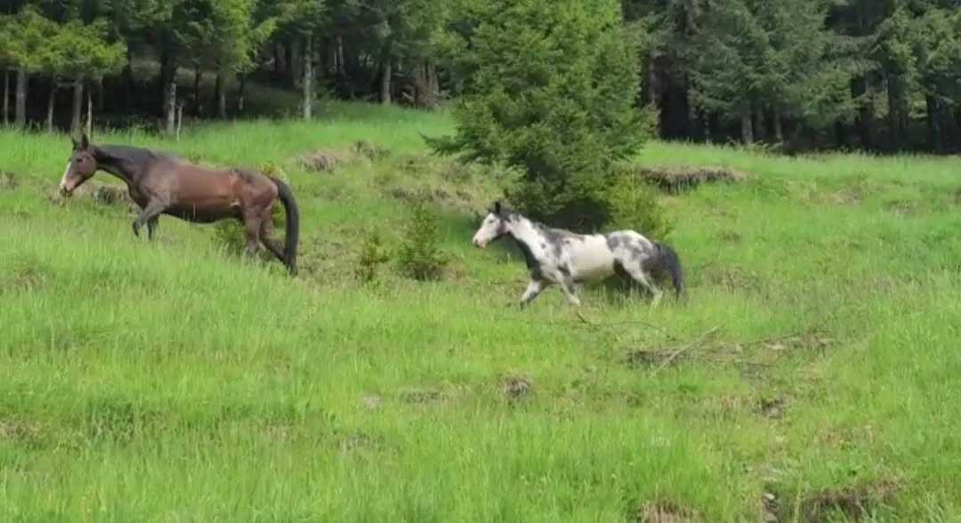 Notre petite Ulaly est partie quelques semaines en vacances chez @aravisequitation avec le beau Blue, étalon Paint Horse, pour devenir, on l'espère, une super maman ! 🦄 💝