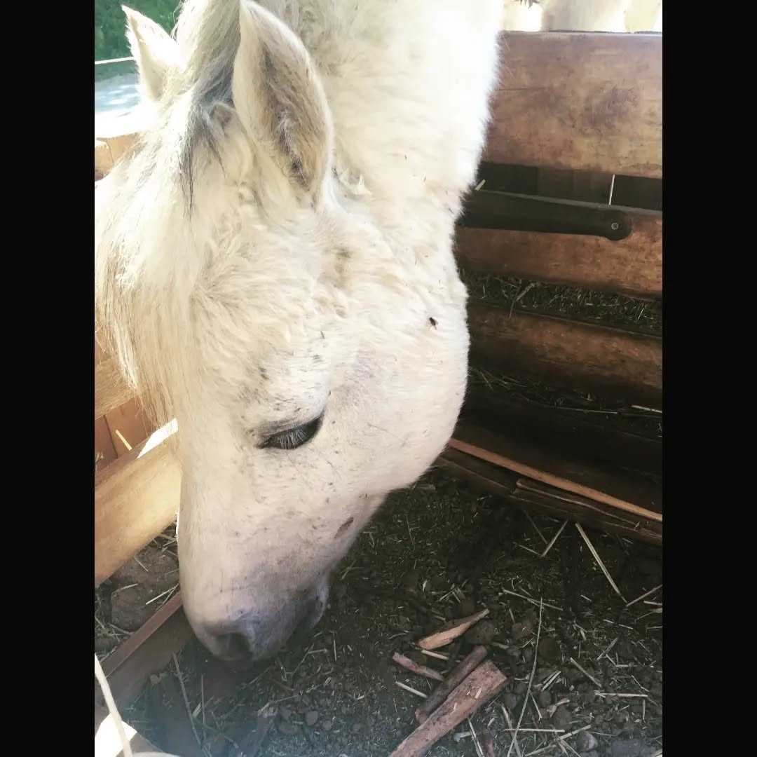 Bonjour,
C'est le cœur en miettes que je vous annonce que notre petit Rambo a rejoint les étoiles dans la nuit de vendredi à samedi des suites d'un probable arrêt cardiaque... 🐴✨️
Nous aurions aimé être là pour ton dernier souffle et te dire merci pour tout ce que tu nous as donné.
Repose en paix. 🙏🏼😇💖💞