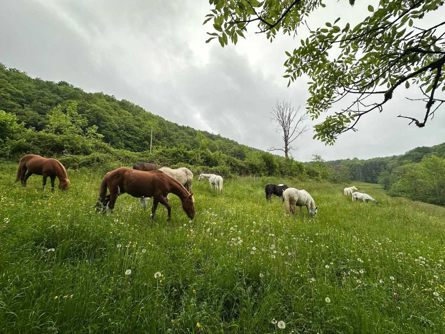 C'est parti ! Comme chaque mois de Mai : lâché des fauves ! 🐎
Ceux d'en bas sont dans le pré en haut à droite et ceux de derrière le manège sont dans le parc des chasseurs. Les licols sont aux écuries.
Pensez à venir un peu plus tôt... 😉
Attention, chaque parc a le jus ! 🔌 Utilisez bien les poignées ! ⚡️