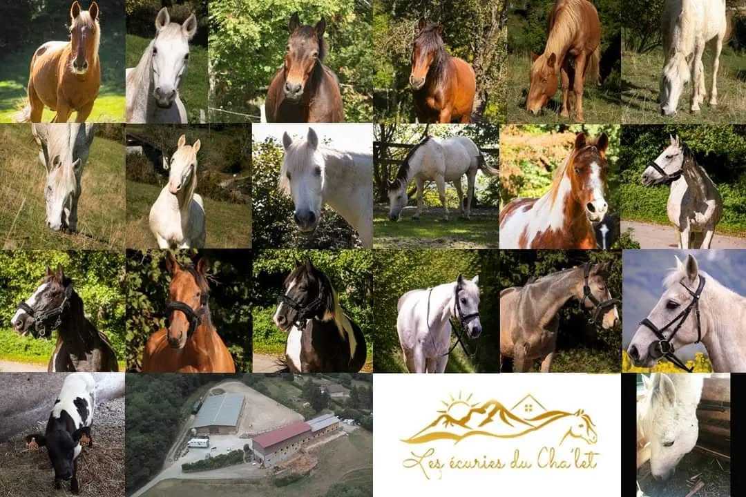 VITE VITE !! 🎅
Calendrier de l'avent chocolats des écuries à commander avant lundi 20 novembre !! 30€, à réserver directement au bureau 😋