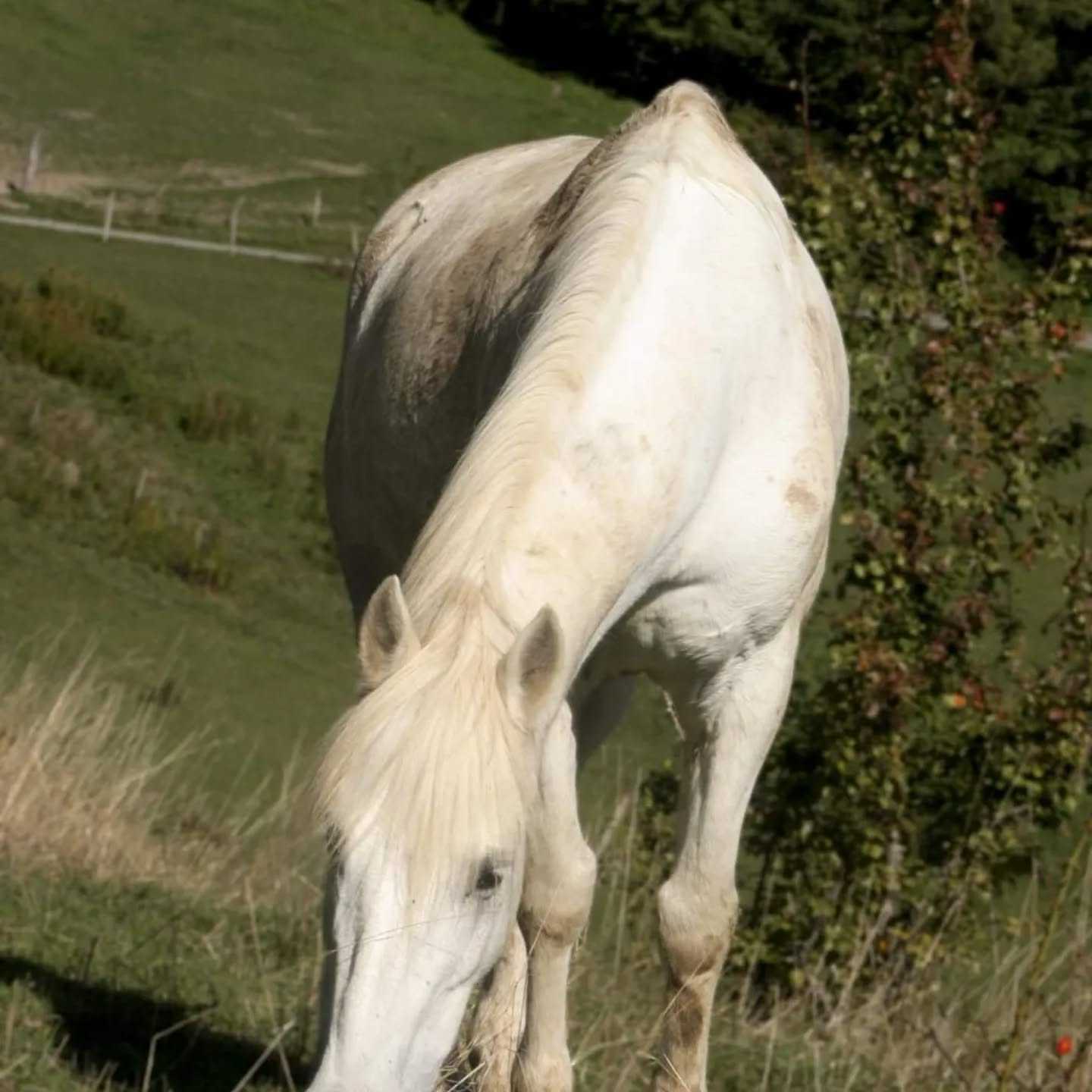 C'est le cœur lourd, le cœur qui saigne, que je vous annonce que ce matin nous avons retrouvé notre Arlatan décédé dans son paddock…
Nous te remercions évidemment pour tout ce que tu nous as apporté, et nous te souhaitons de trouver le bonheur que tu mérites. Ça va être très dur…
Je t'aime pour toujours, même au dessus des étoiles… 👼💖❤️🩹🤍