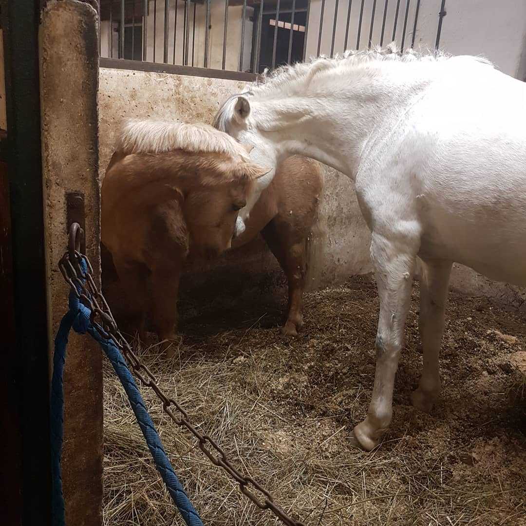 Albaka qui s'est invité chez Elegante pour leur plus grand plaisir ! 😂🦄