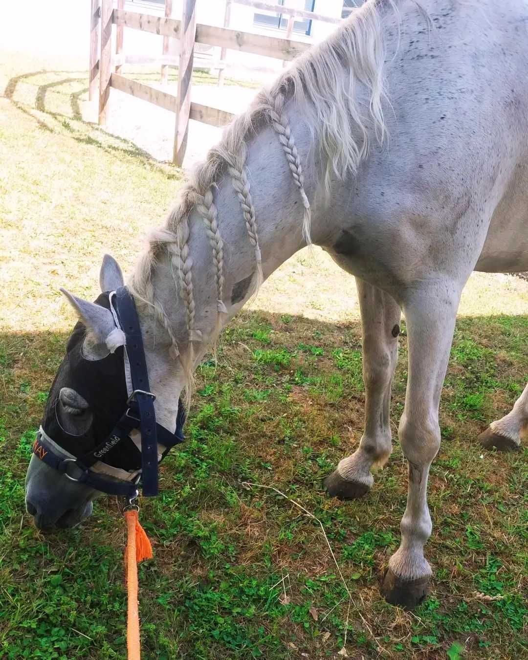 Notre Buster s'est fait opéré hier suite à un ulcère dans l'œil qui a dégénéré. 💉
Il a eu une greffe de cornée pour essayer de sauver son œil et pour qu'il ne rejoigne pas Grif dans le clan des borgnes si jeune ! 🤣
L'opération s'est bien passée, je vous laisse tous croiser les doigts pour que la greffe tienne et que notre Bubi se requinque à 100% ! 🫶🏼💞