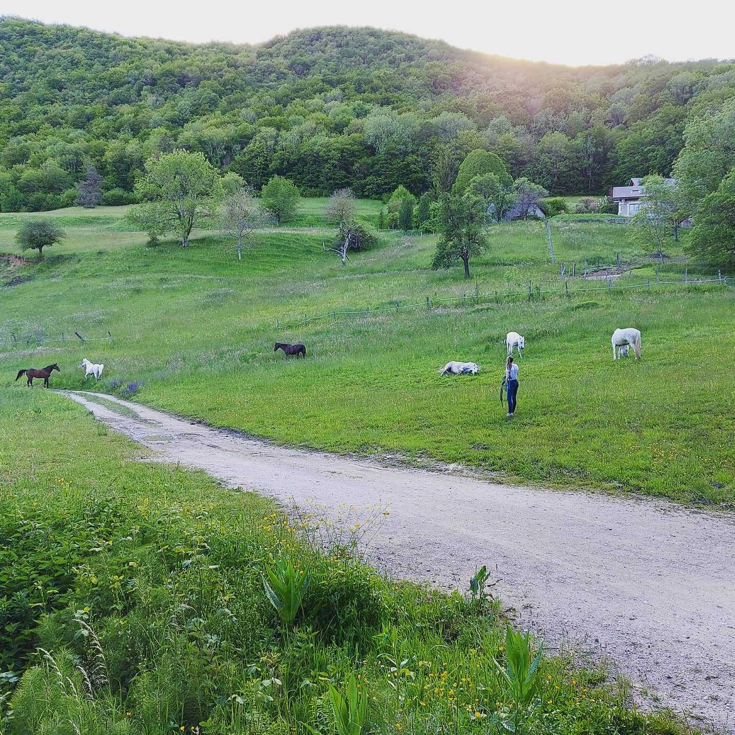 Et voilà on commence l'été , enfin ! 🌞
Lâché de poneys, trop contents ! 🐴🤩😍🥰
P.S. : pensez à venir un peu plus tôt avant vos cours pour aller les chercher au parc ! 😉