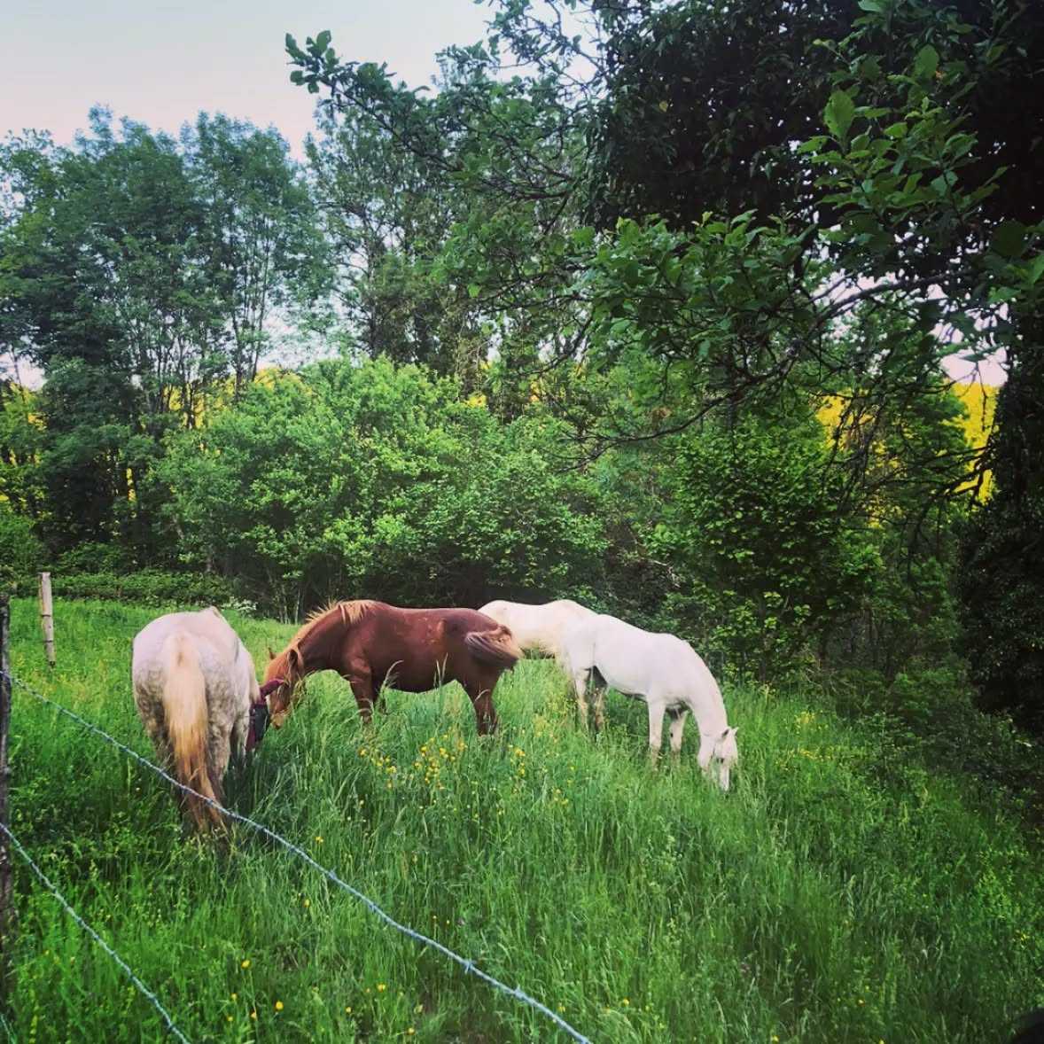 📢 Info à tous mes cavaliers ! 🌞
Les chevaux sont au parc autour des écuries... je vous laisse donc venir un peu plus tôt que d'habitude pour avoir le temps d'aller les chercher (et de courrir après pour les plus coquins 😉) et de leur faire un gros pansage avant de monter.
Merci pour eux !
🐎🤩