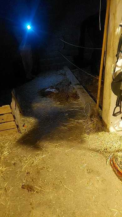 Ça y est ! Baby Oural du Cha'let est né à 3h du matin !
Après un peu d'aide pour se lever : il tète, tout est ok !
Ulaly va bien, elle a expédié l'affaire comme une pro !
Merci de respecter et de ne pas débarquer à 1000 pour le toucher dans tous les sens, ils ont besoin de repos. 😉