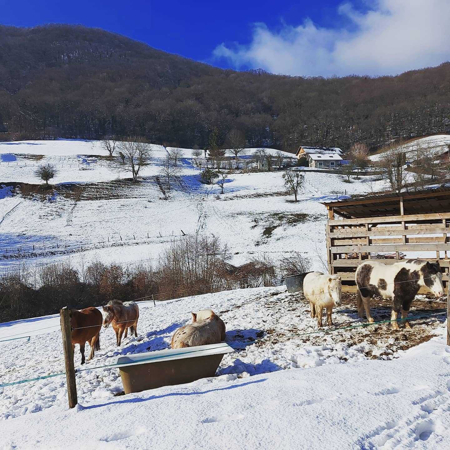 Je crois qu'ils sont bien là... ❄🥰