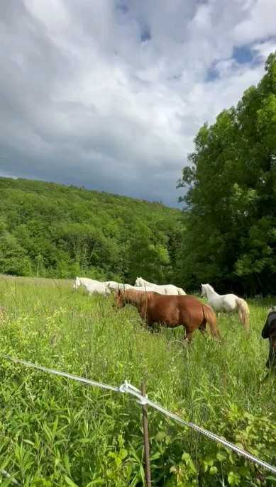 C'est parti, enfin ! Lâché des fauves ! 🐎
Ceux d'en bas sont dans le pré en haut à droite et ceux de derrière le manège sont dans le parc dans le virage.
Pensez à venir un peu plus tôt... 😉
Attention, chaque parc a une batterie à l'entrée ! 🔌

Et bien sûre cet été comme prévu le paddock d'en bas sera refait à neuf !! 🥳 🦄