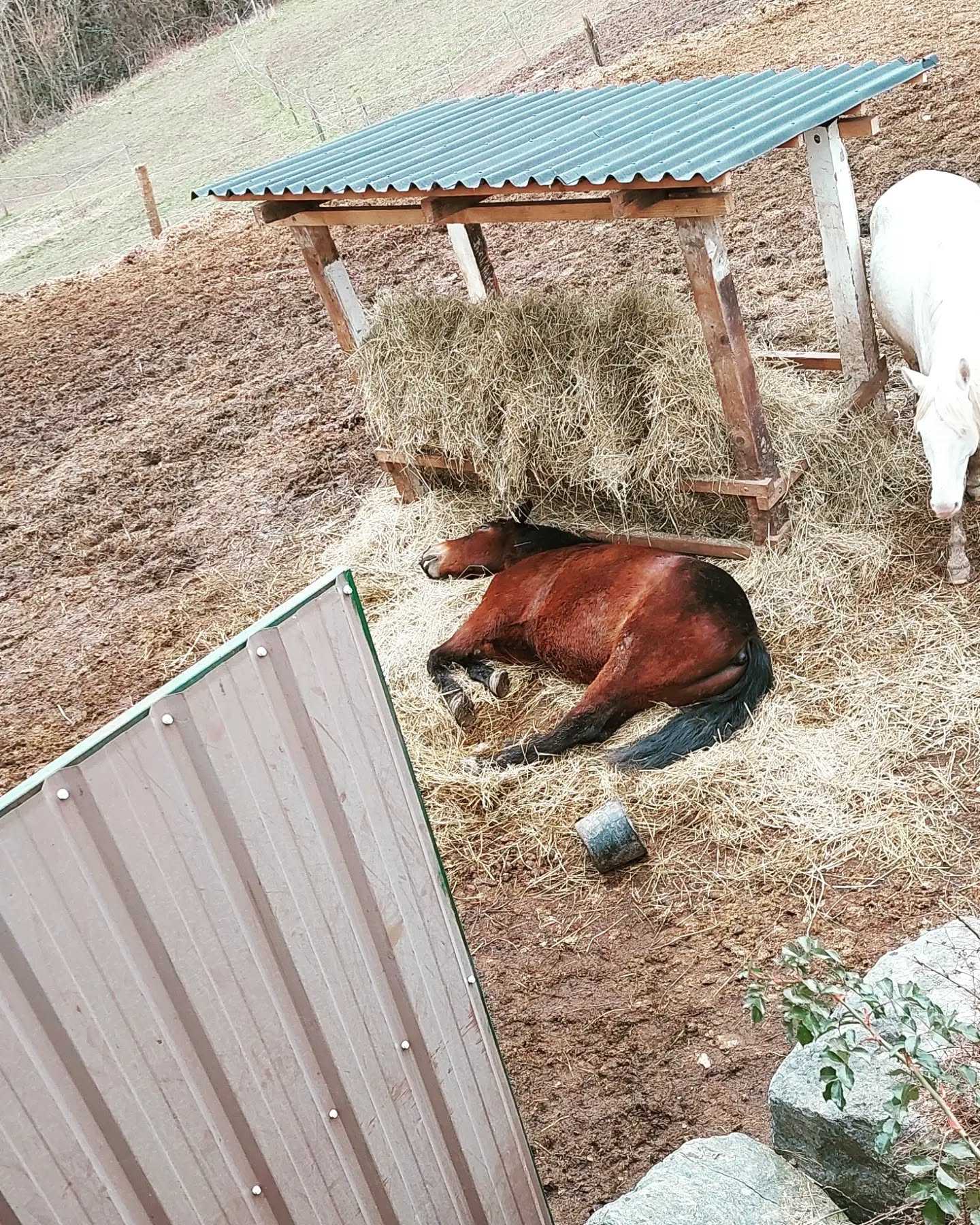 🌞 À partir du samedi 27 août et jusqu'au dimanche 04 septembre inclus, les écuries du Cha'let ferment leurs portes pour une semaine de vacances bien méritée ! 🏖
🦄 Les poneys vont donc partir au parc et aucune visite ne leur sera accordée (sans compter celles de Matéo qui passera les surveiller tous les jours) pour qu'ils puissent profiter au max de leurs vacances ! 🛌
🔜 On se retrouve donc, en forme, à la rentrée à partir du mardi 06 septembre. 🎉
😎 Bonne fin de vacances à tous puis bonne rentrée ! 🎒