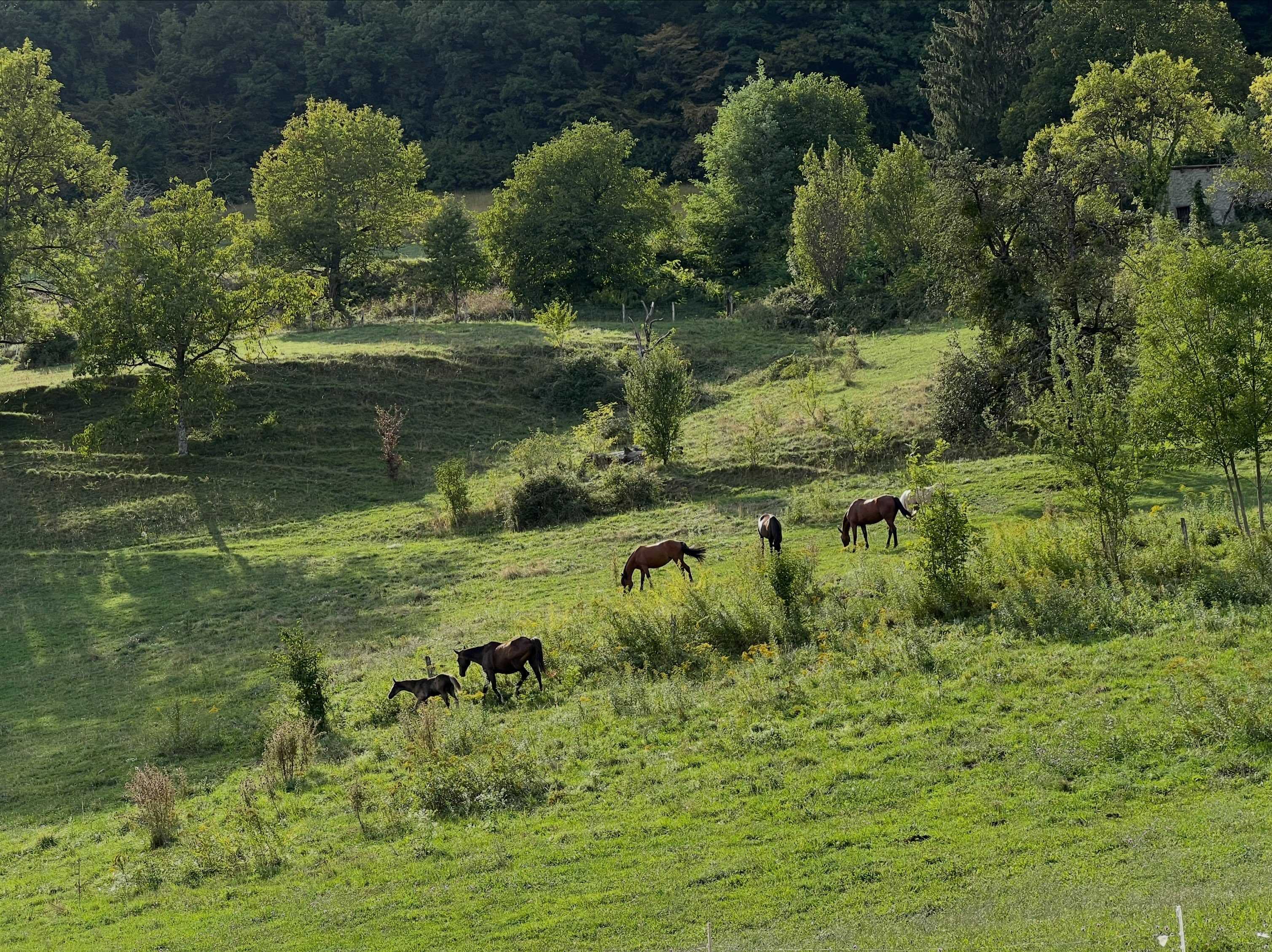 Après une belle saison, nos chevaux profitent d’une semaine de vacances bien méritée avant d’attaquer la rentrée. 🐴🌿
Afin qu’ils puissent se reposer pleinement et recharger les batteries, merci de respecter cette période de repos et de ne pas venir les voir durant cette semaine.
Nous avons hâte de vous retrouver très bientôt pour la reprise. Merci pour votre compréhension et votre bienveillance envers eux. ❤️